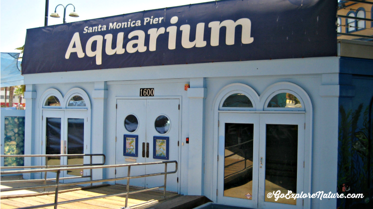 Visit the pint-sized Santa Monica Pier Aquarium for some undersea fun. Then head outside to the Pier or the beach, both just steps away.