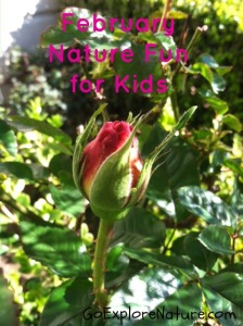 February Nature Fun for Kids