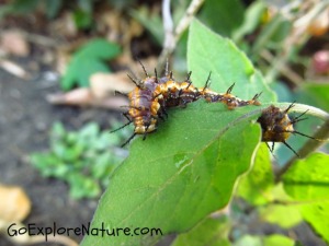 Ideas for getting outside & into nature with kids in March