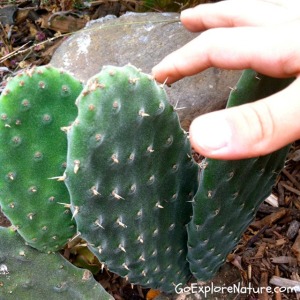Saturday Snapshot: Cactus Saturday Snapshot: Cactus