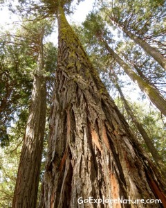 Saturday Snapshot: Tree Bark Saturday Snapshot: Tree Bark