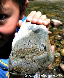 Saturday Snapshot: River Rock Saturday Snapshot: River Rock