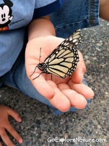Saturday Snapshot: Butterfly Saturday Snapshot: Butterfly