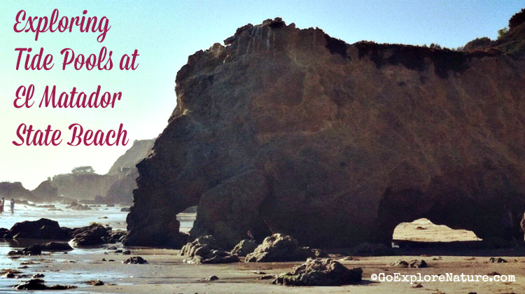 Exploring tide pools at El Matador State Beach is a fun, free outdoor activity for Los Angeles families. Here's how to make your adventure a success.