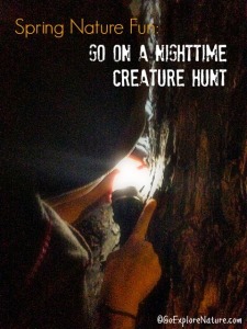 Spring Nature Fun: Go on a Nighttime Creature Hunt