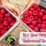 Each summer from about June through September, you can actually pick your own berries at Underwood Family Farms near Los Angeles.