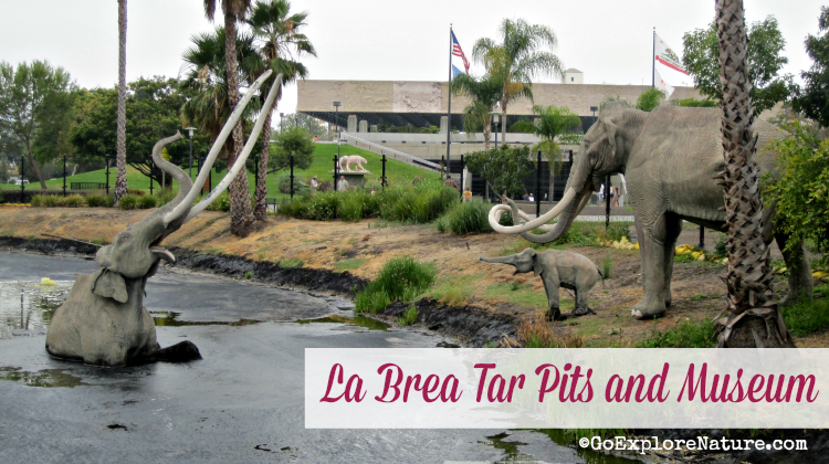 La Brea Tar Pits And Museum Reviews