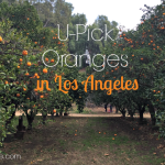 Heritage Park in La Verne is one of the few remaining places for U-pick oranges in Los Angeles. Find out what makes this LA day trip just right for kids.